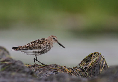 Krrsnppa  [Dunlin] (IMG_2430)