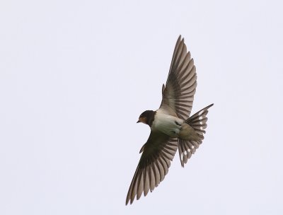 Ladusvala  [Barn Swallow] (IMG_2804)