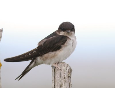 Hussvala [Common House Martin] (IMG_2385)