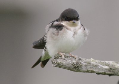 Hussvala [Common House Martin] (IMG_2792)