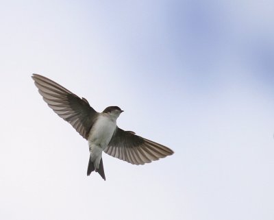 Hussvala [Common House Martin] (IMG_2809)