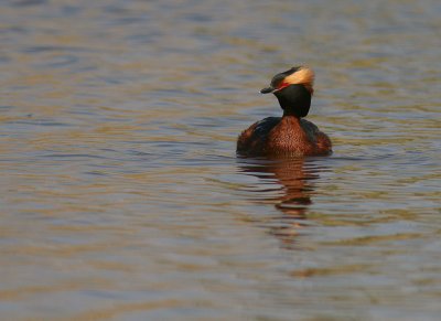 Svarthakedopping [Horned grebe] (IMG_1366)