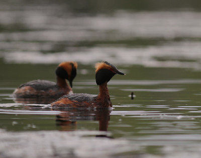 Svarthakedopping [Horned grebe] (IMG_6686)
