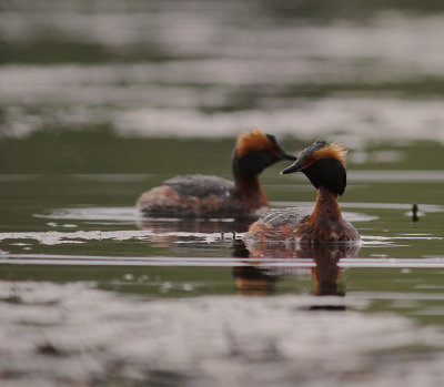 Svarthakedopping [Horned grebe] (IMG_6688)