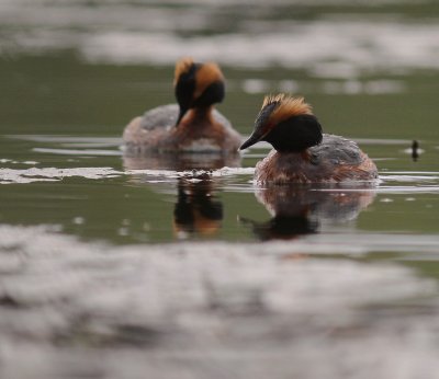 Svarthakedopping [Horned grebe] (IMG_6696)