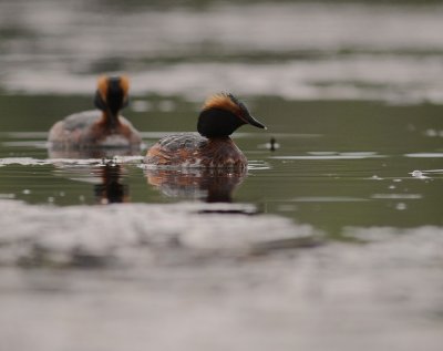 Svarthakedopping [Horned grebe] (IMG_6697)