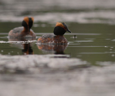 Svarthakedopping [Horned grebe] (IMG_6698)