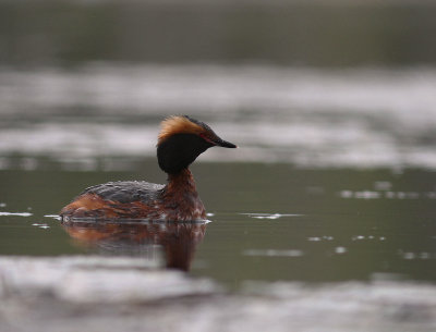 Svarthakedopping [Horned grebe] (IMG_6703)
