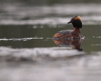 Svarthakedopping [Horned grebe] (IMG_6705)
