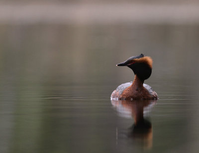 Svarthakedopping [Horned grebe] (IMG_6729-svhakedopp.jpg