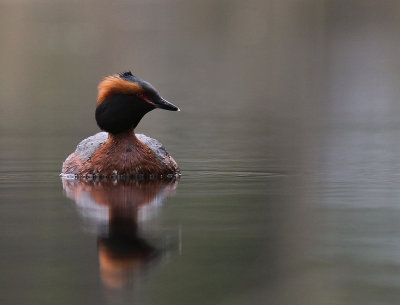 Svarthakedopping [Horned grebe] (IMG_6731)