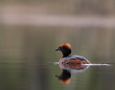 Svarthakedopping [Horned grebe] (IMG_6744)