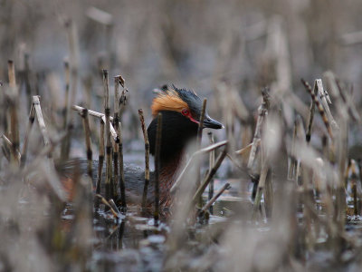 Svarthakedopping [Horned grebe] (IMG_6892)