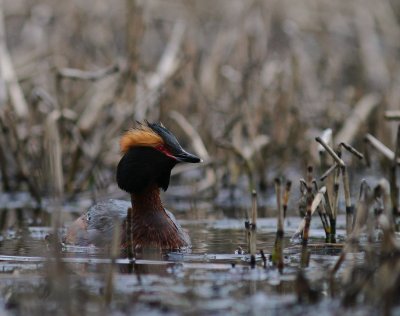 Svarthakedopping [Horned grebe] (IMG_6925)