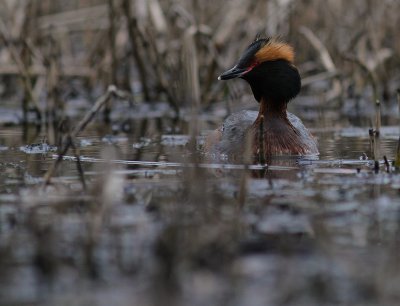 Svarthakedopping [Horned grebe] (IMG_6928)