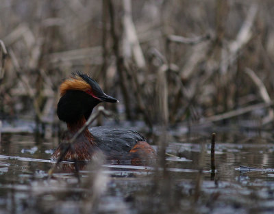 Svarthakedopping [Horned grebe] (IMG_6940)