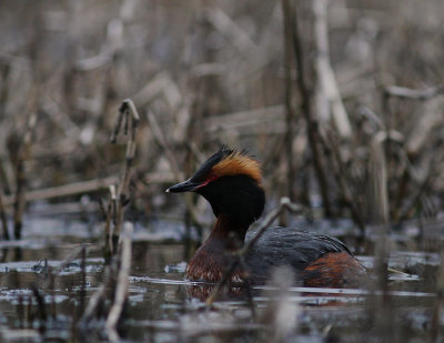 Svarthakedopping [Horned grebe] (IMG_6943)