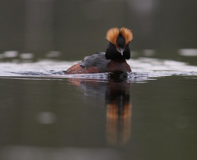 Svarthakedopping [Horned grebe] (IMG_6988)