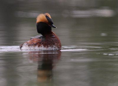 Svarthakedopping [Horned grebe] (IMG_7018)