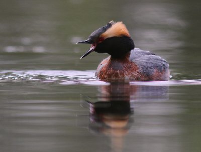 Svarthakedopping [Horned grebe] (IMG_7031-svhakedopp.jpg