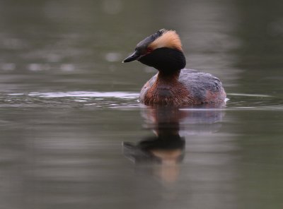 Svarthakedopping [Horned grebe] (IMG_7033)