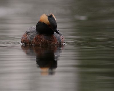 Svarthakedopping [Horned grebe] (IMG_7041)