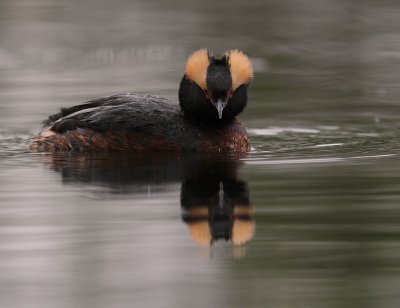Svarthakedopping [Horned grebe] (IMG_7046)