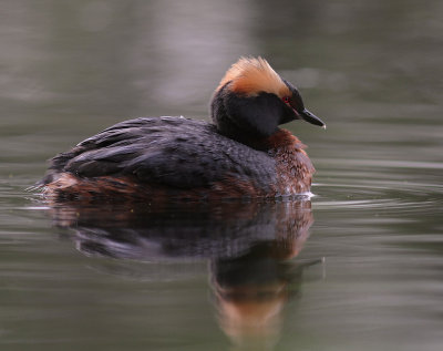 Svarthakedopping [Horned grebe] (IMG_7092)