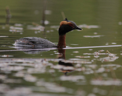 Svarthakedopping [Horned grebe] (IMG_7162)