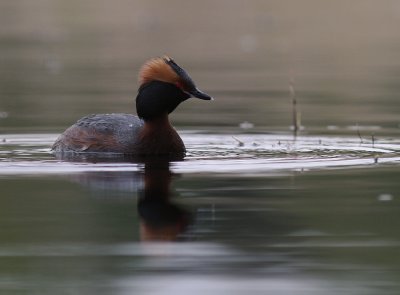Svarthakedopping [Horned grebe] (IMG_7281)