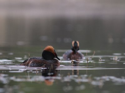 Svarthakedopping [Horned grebe] (IMG_7286)