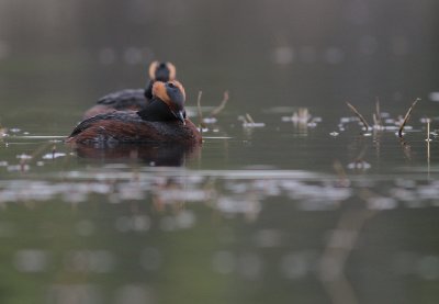 Svarthakedopping [Horned grebe] (IMG_7288)