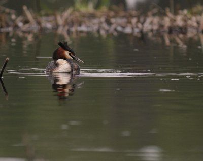 Skggdopping [Great Crested Grebe] (IMG_7252)