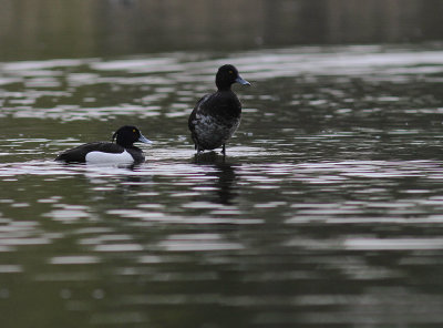 Vigg  [Tufted Duck] (IMG_6678)