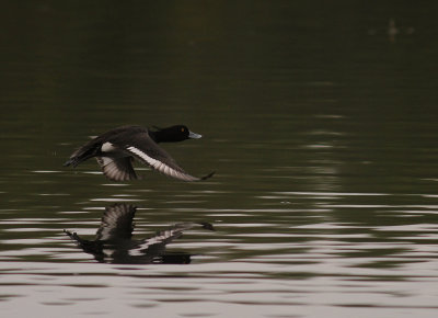 Vigg  [Tufted Duck] (IMG_7254)