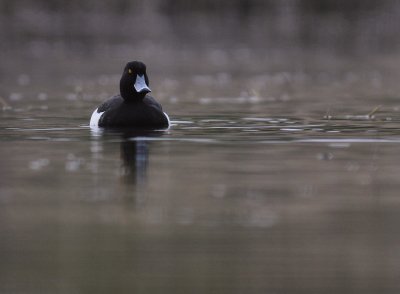 Vigg  [Tufted Duck] (IMG_7292)