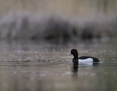 Vigg  [Tufted Duck] (IMG_7294)