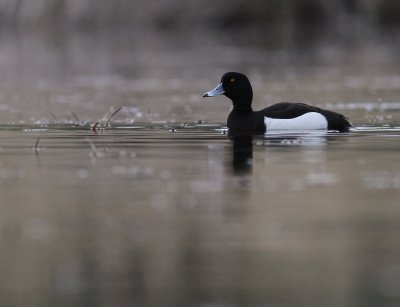 Vigg  [Tufted Duck] (IMG_7295)