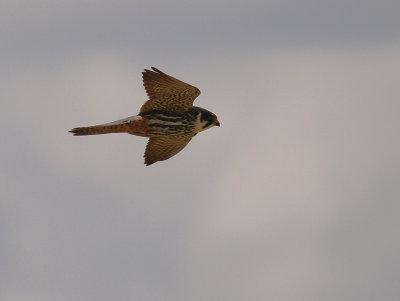 Lrkfalk / Eurasian Hobby (IMG_7562)