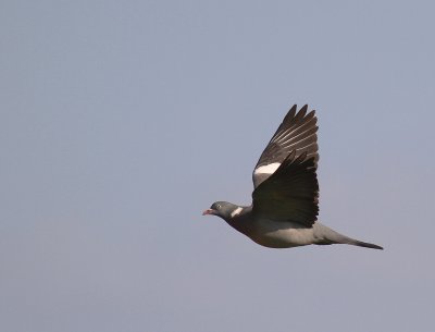 Ringduva [Common Wood Pigeon] (IMG_8438)