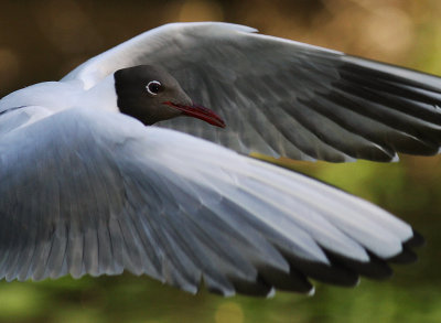Skrattms [Black-headed Gull] (IMG_9062)