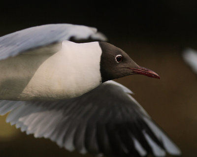 Skrattms [Black-headed Gull] (IMG_9065)