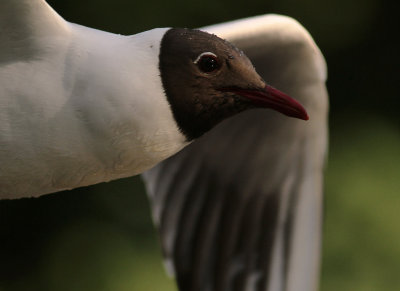 Skrattms [Black-headed Gull] (IMG_9099)