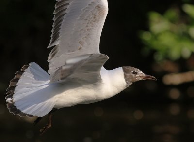 Skrattms [Black-headed Gull] (IMG_9121)
