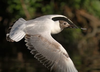 Skrattms [Black-headed Gull] (IMG_9122)