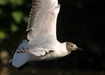 Skrattms [Black-headed Gull] (IMG_9123)