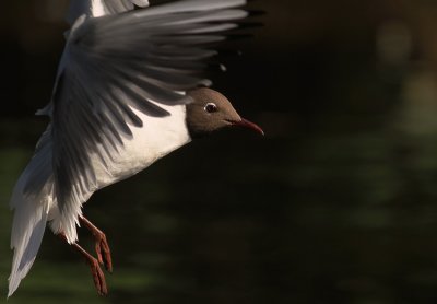 Skrattms [Black-headed Gull] (IMG_9158)
