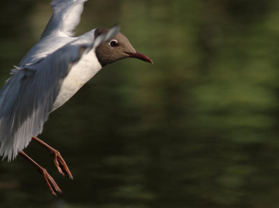 Skrattms [Black-headed Gull] (IMG_9159)
