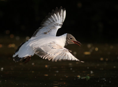 Skrattms [Black-headed Gull] (IMG_9175)