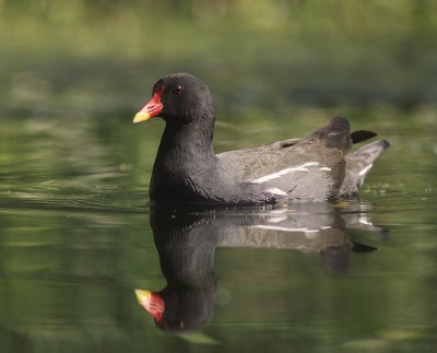 Rrhna [Common Moorhen] (IMG_9186)